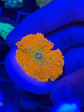 Malaysian Deepwater Yuma