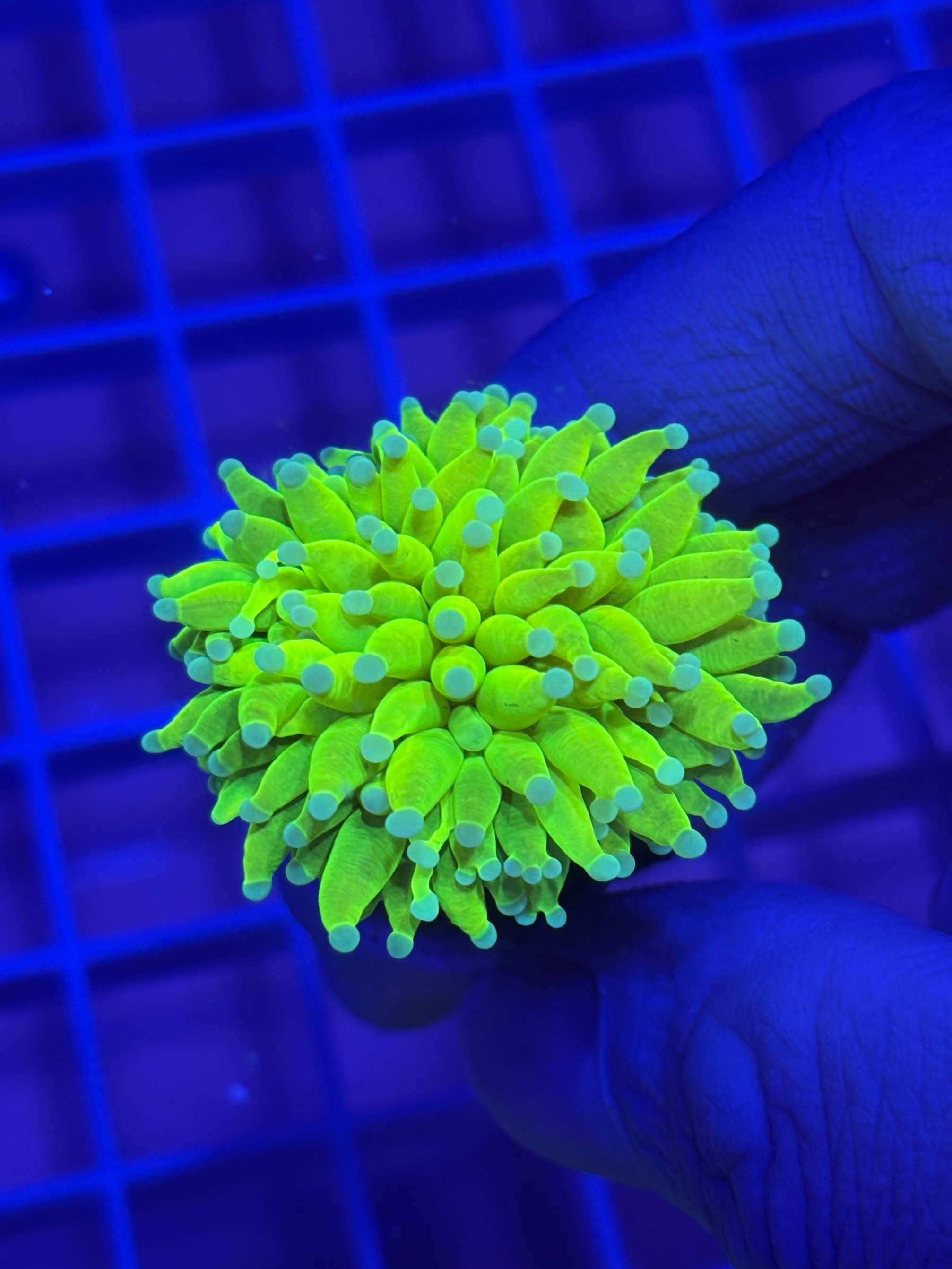 Lemon-Lime HG Torch
