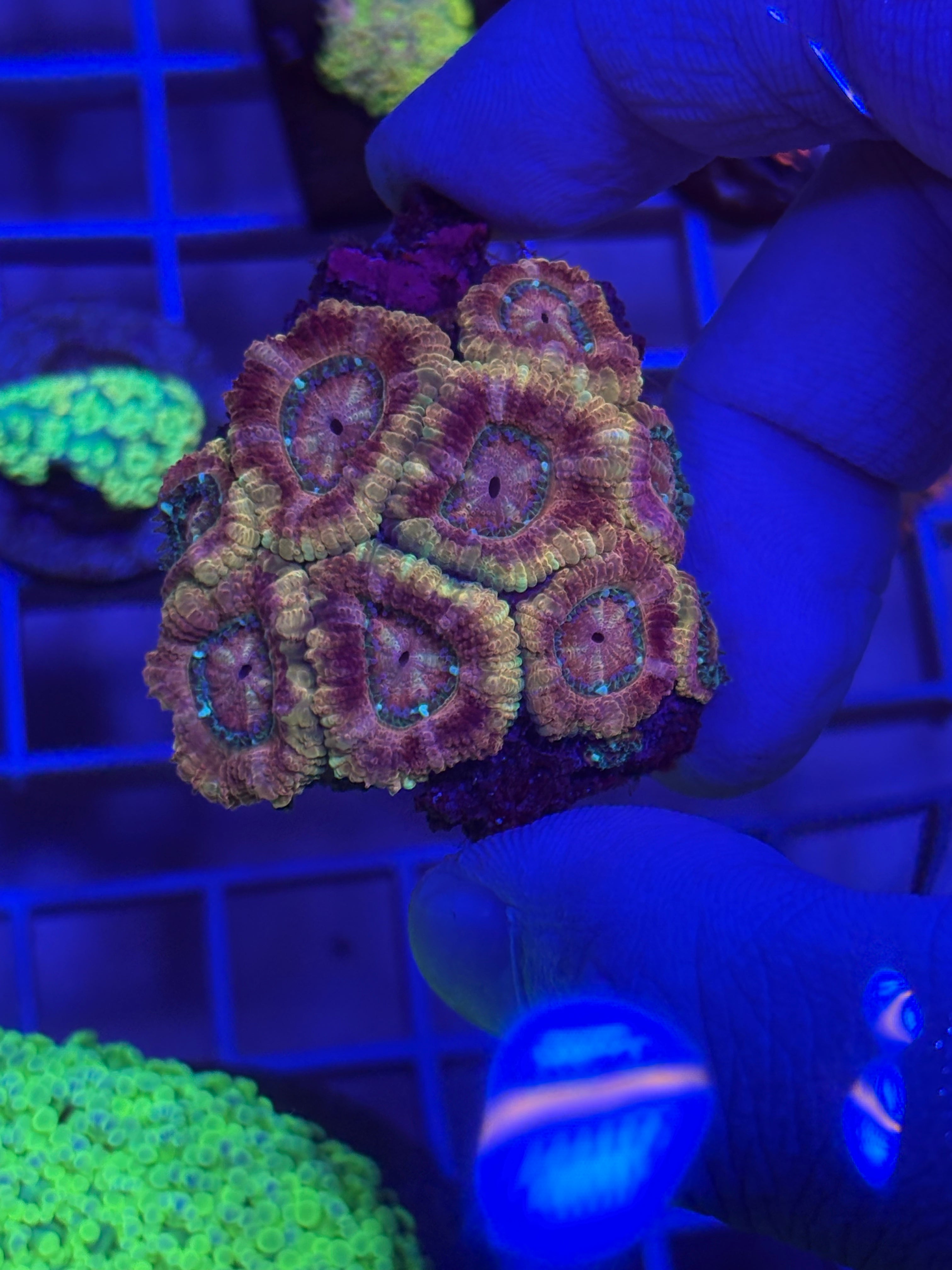 Pink Lemonade Acan