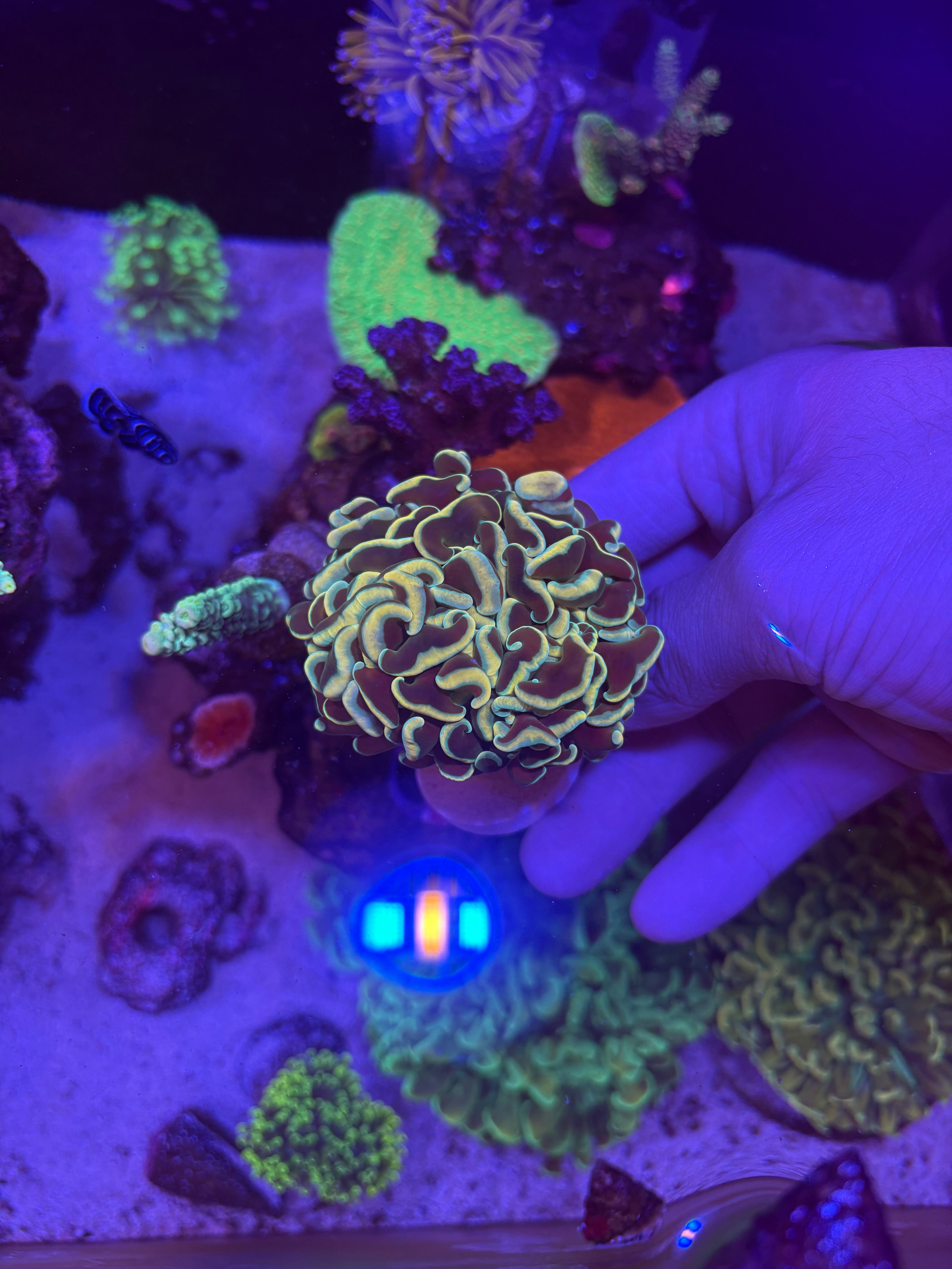 Teal Gold Moustache Hammer (Branching)
