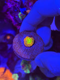 Jamaican Sunrise Blastomussa