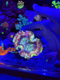 JBC Pink Lemonade Trachyphyllia