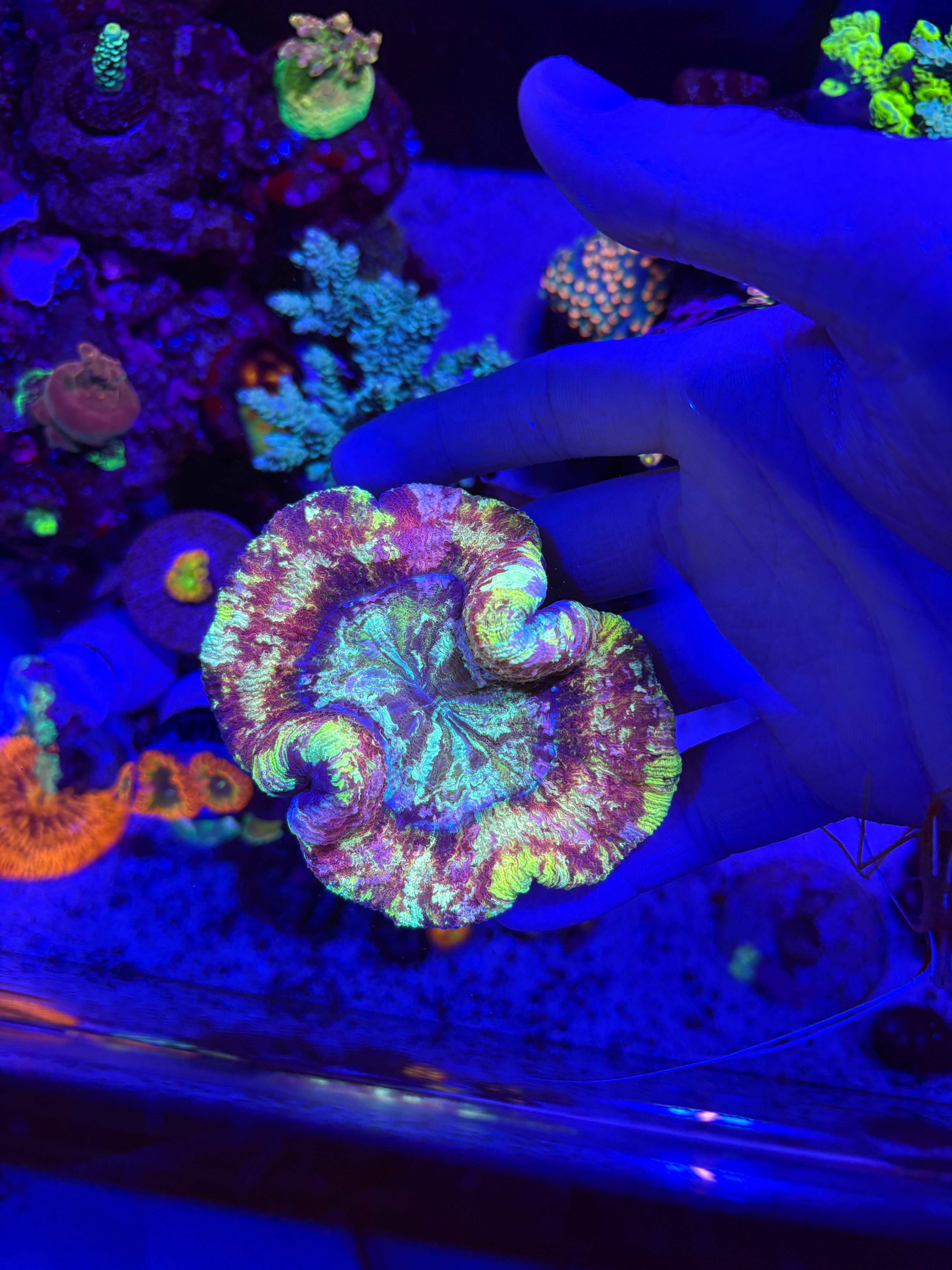 JBC Pink Lemonade Trachyphyllia