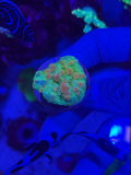 WWC Cosmic Candy Bounce Chalice