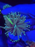 Single Tentacle Grail Graft Torch