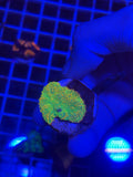 Tequila Sunrise Mushroom