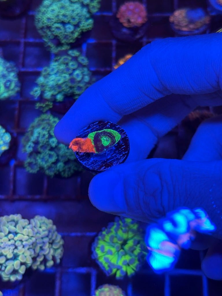Bsa Master Bower (Frag)