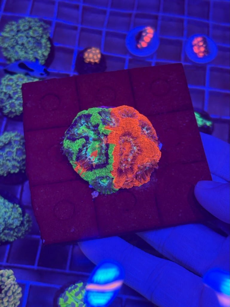 Bsa Master Bower (Frag)