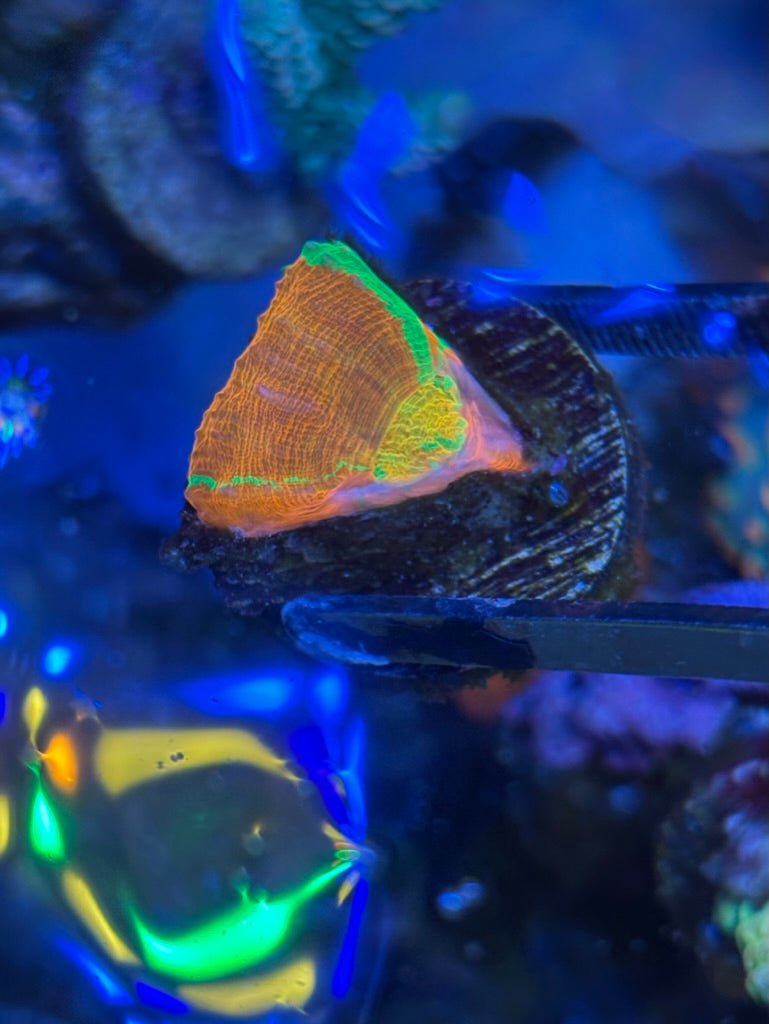 Citrus Zing Scoly Frag
