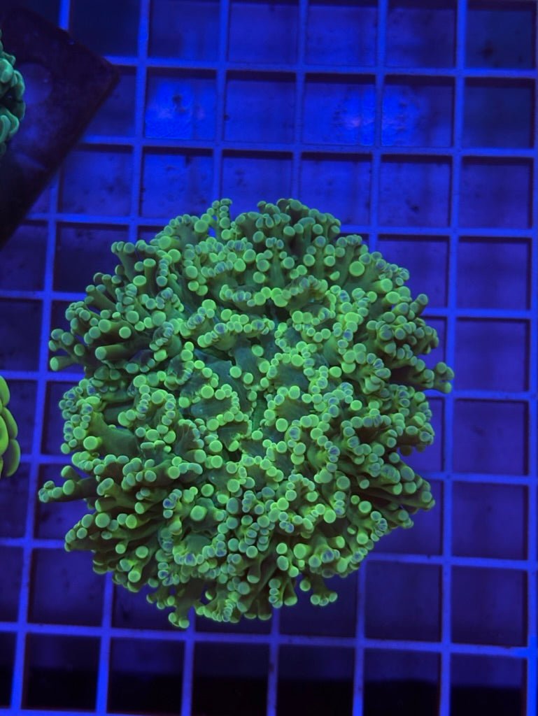 Emerald King Spawn (FAT HEAD BRANCH)