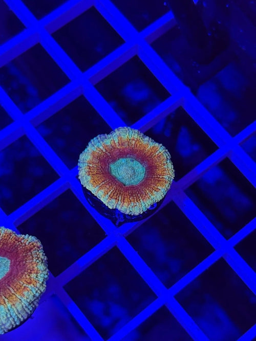Fire n Ice Asian Acan