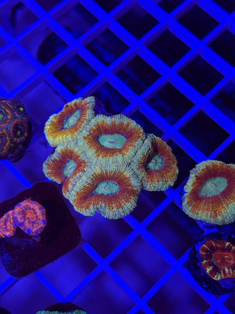 Fire n Ice Asian Acan