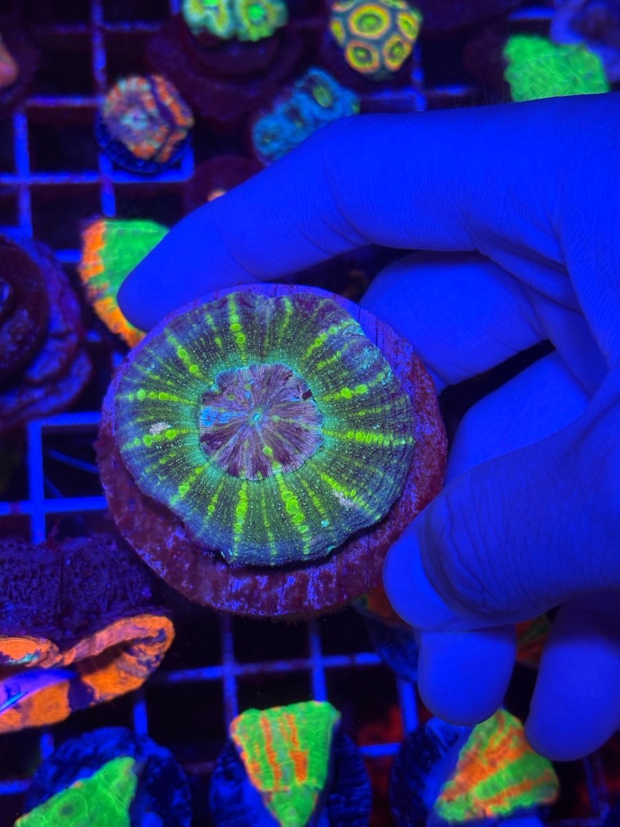Green Glitter Asian Scoly