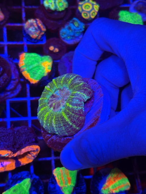 Green Glitter Asian Scoly