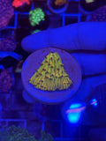 Jb SourLémon Plate (Fungia)