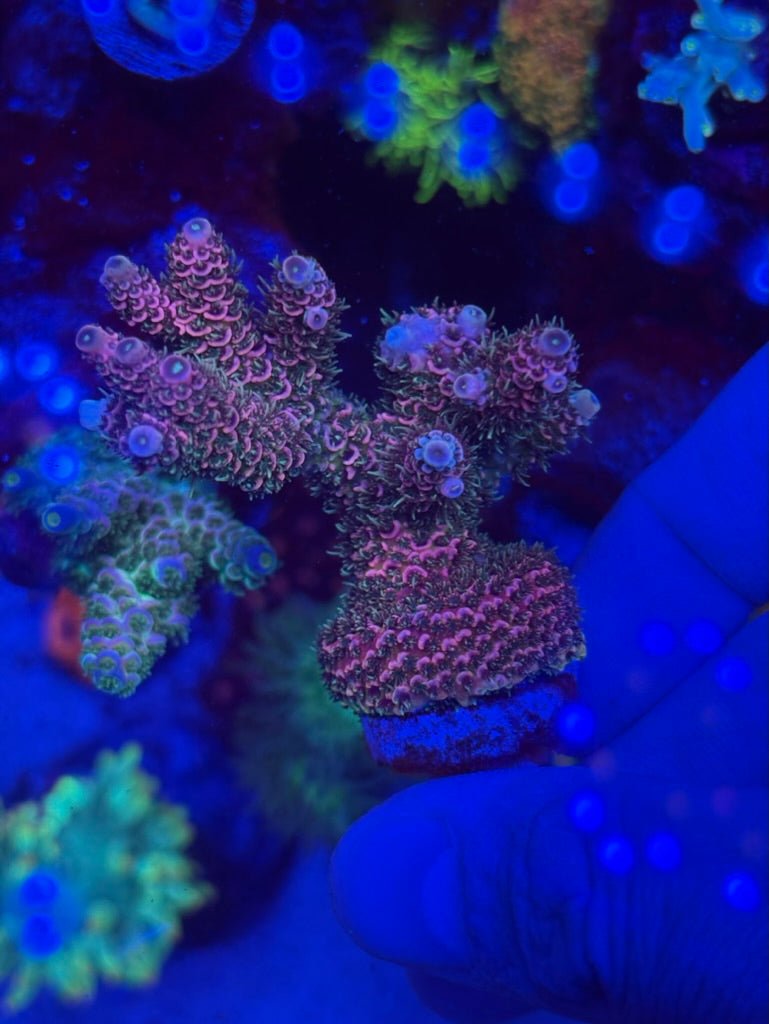 JBC Activis Millie