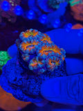 JBC Murakami Acan