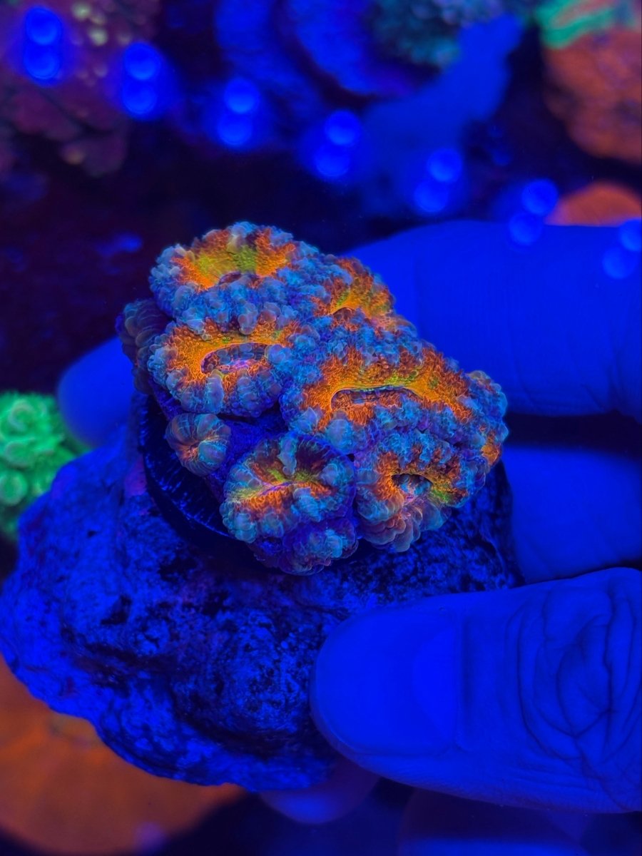 JBC Murakami Acan