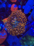 JBC Pyro Bounce Mushroom