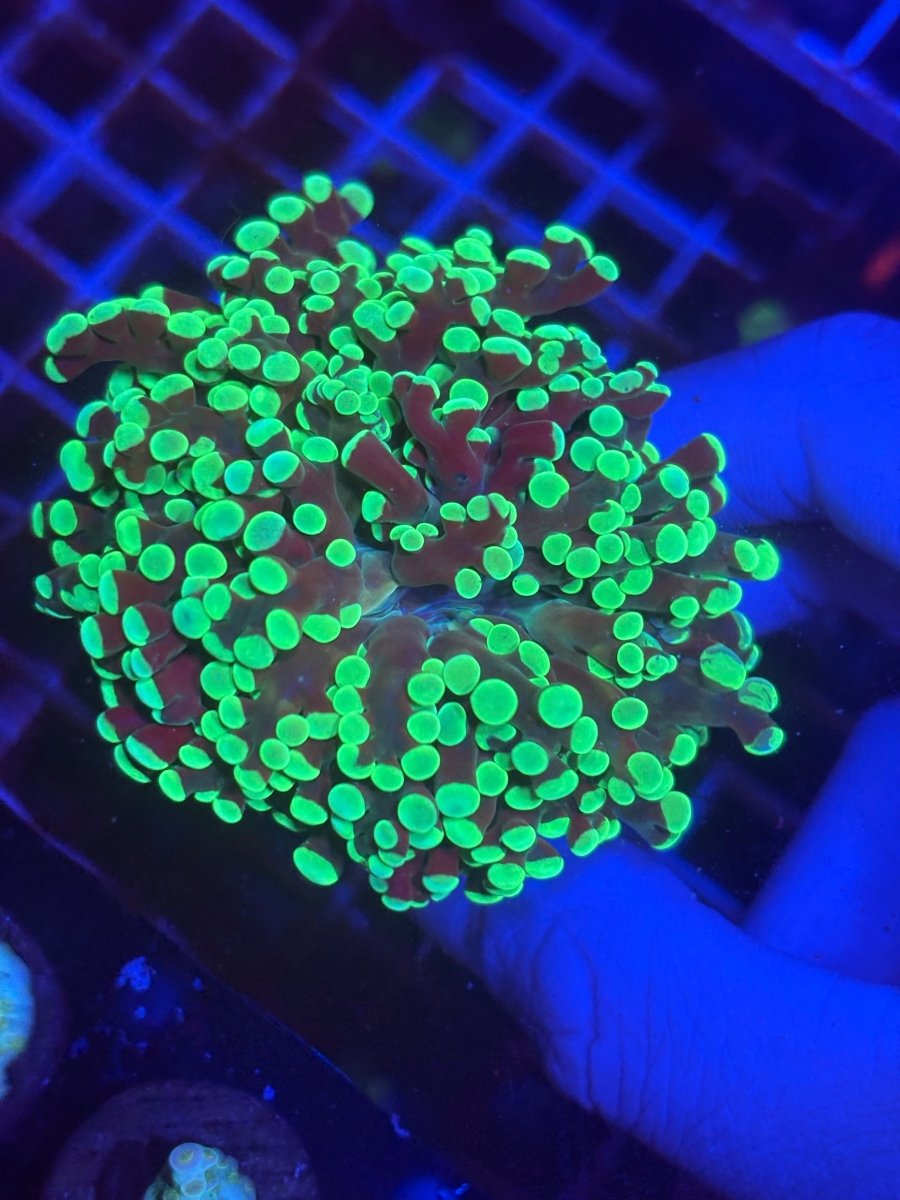 Kermit the Frogspawn