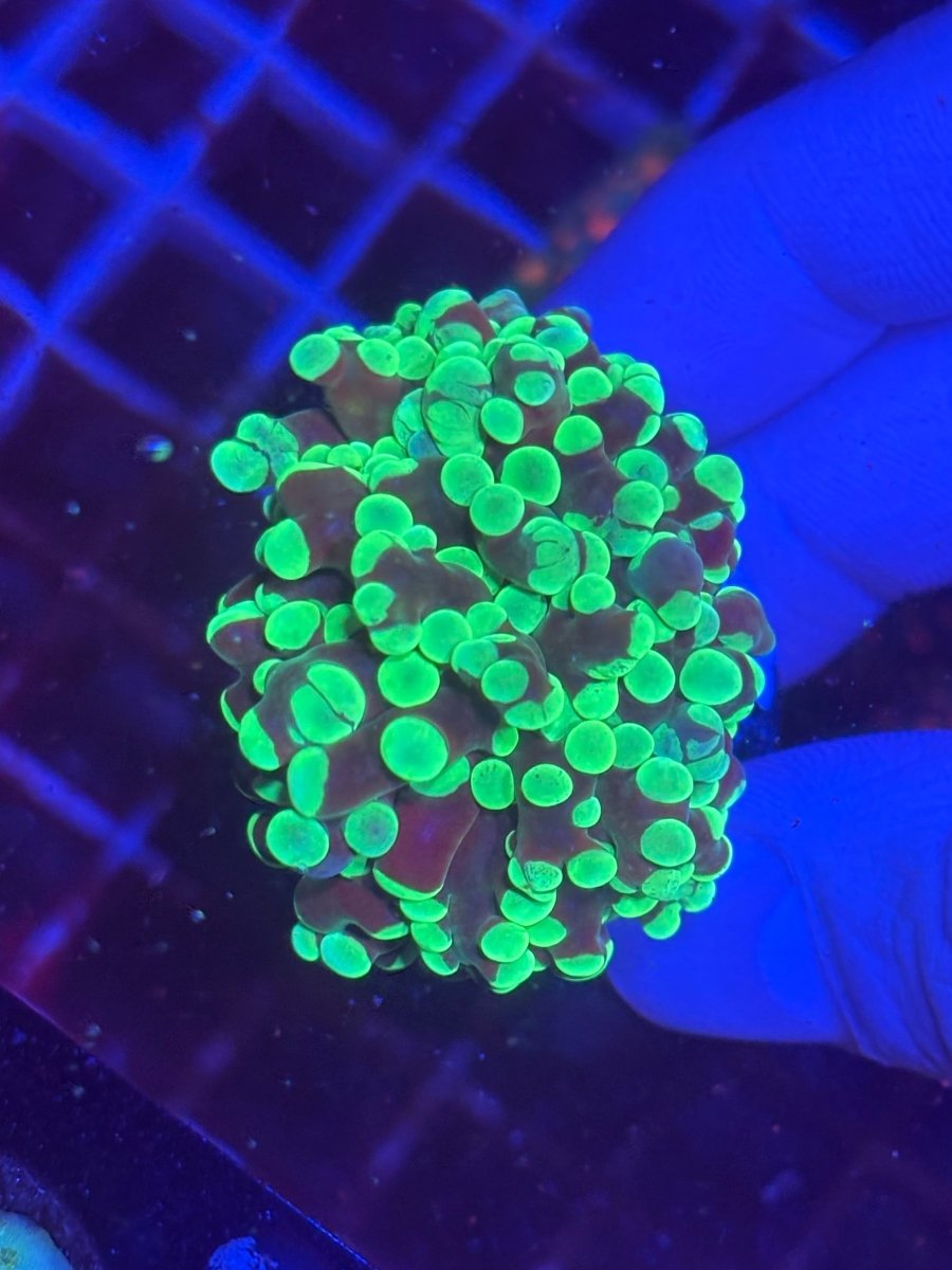 Kermit the Frogspawn