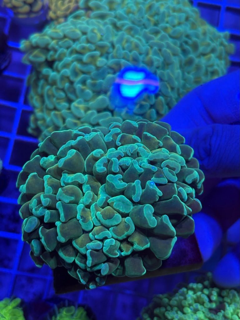 Malaysian Aqua Gold Hammer (FAT HEAD BRANCH)