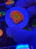 JB Mark III Grafted Polyp