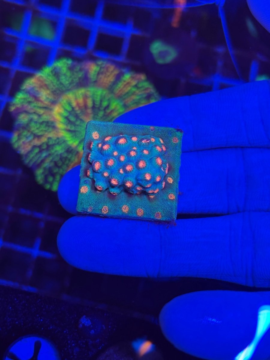Meteor Shower Cyphastrea