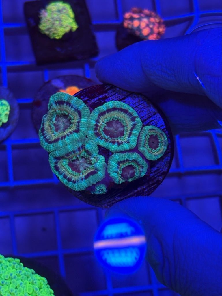 Miami Mint Acan