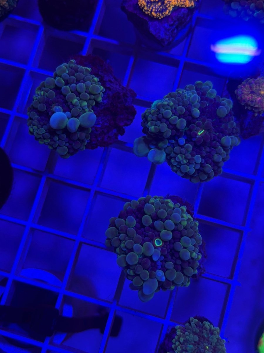 Molecular Bounce Mushroom