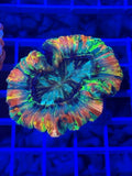 Rainbow pop trachy