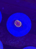 Stardust Zoanthid