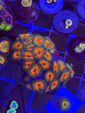 Ultimate Space Monster (USM) Zoanthids