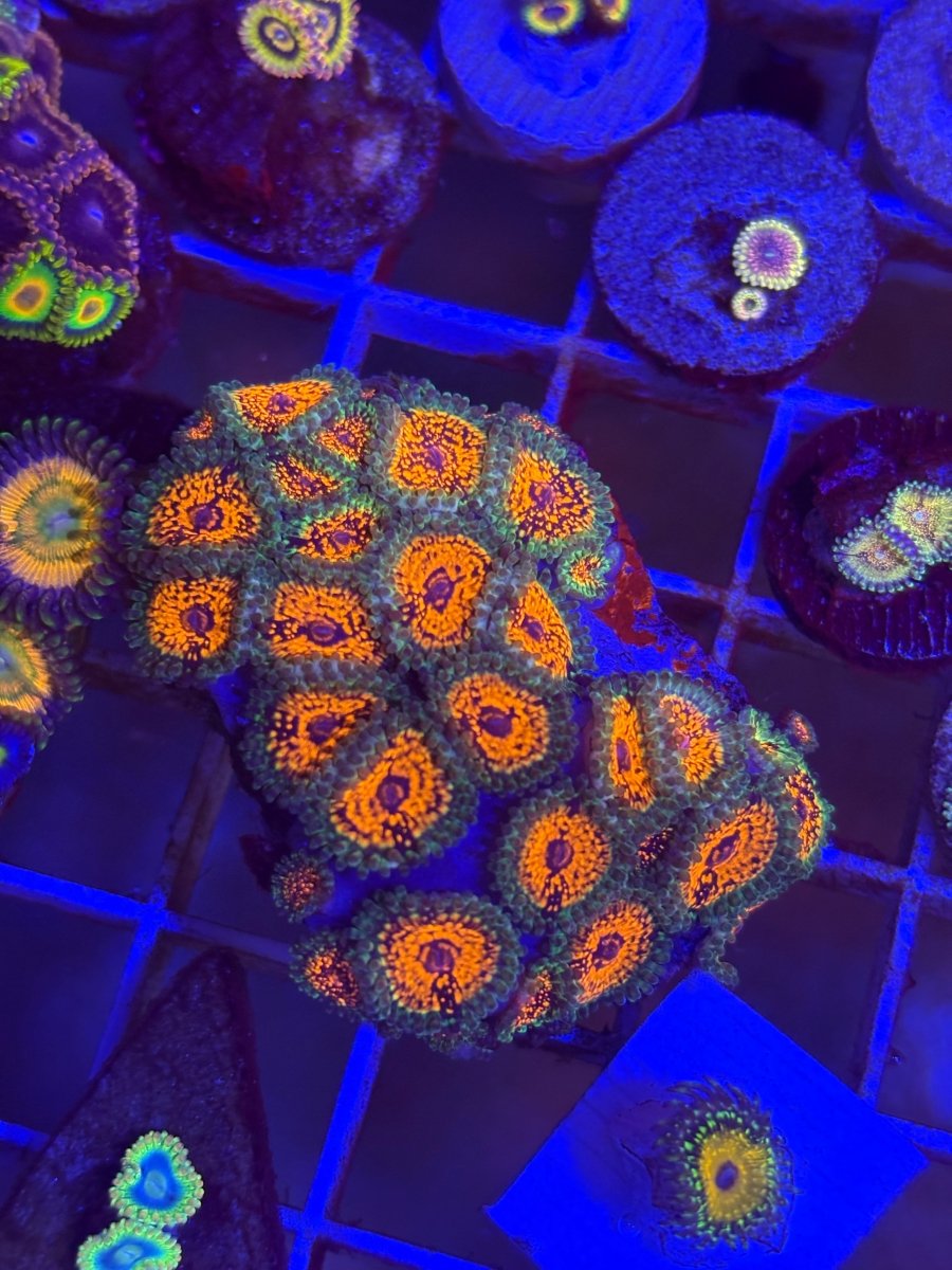 Ultimate Space Monster (USM) Zoanthids