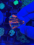 Warpaint Acantho Frags