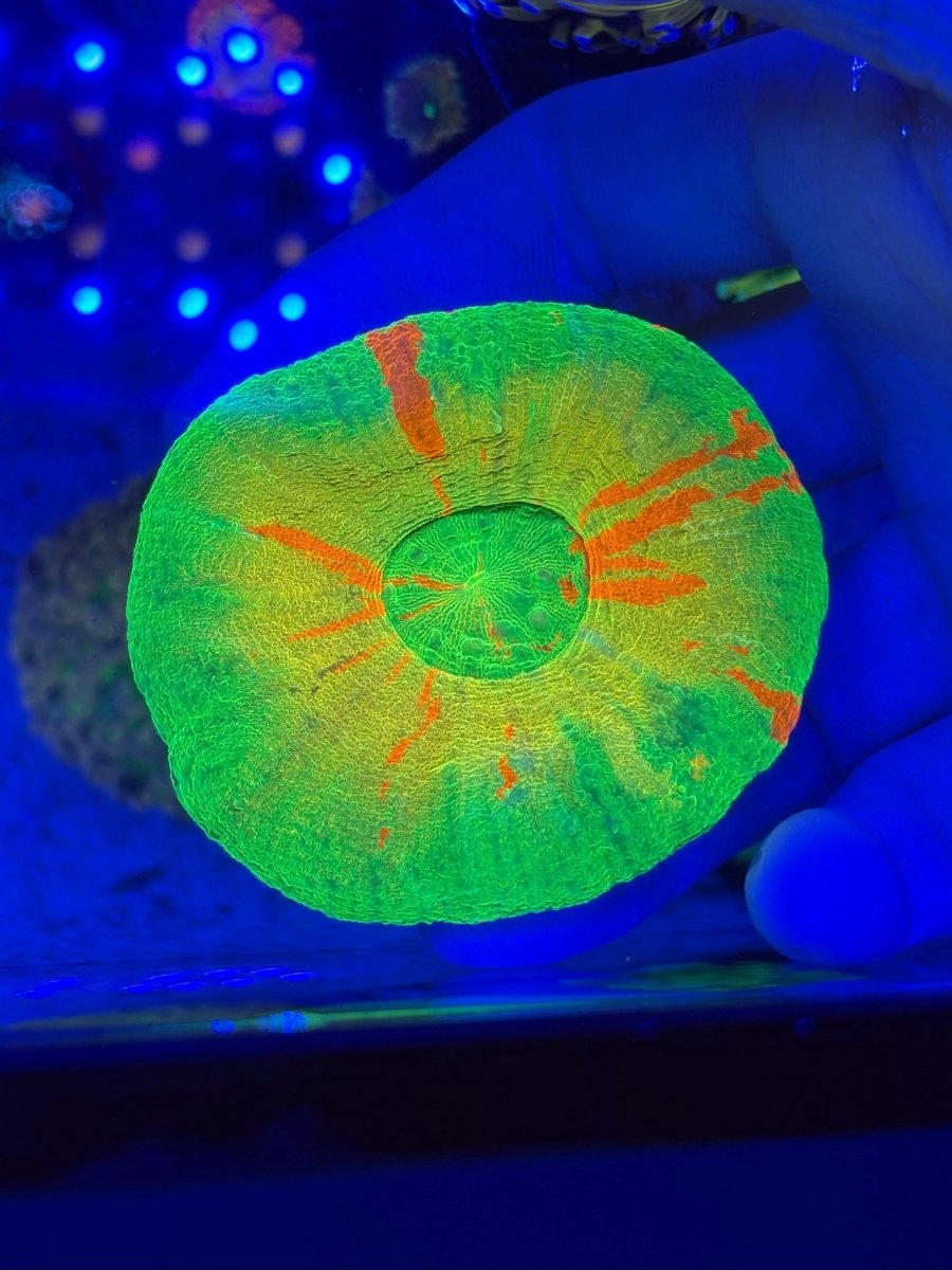 Yellow Ring Bleeding Apple Scolymia